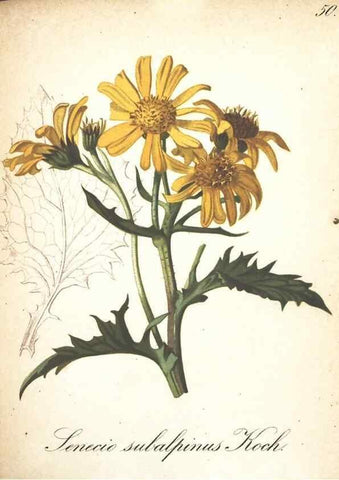 Reproducción/Reproduction 7163559003: Die Alpenpflanzen nach der Natur gemalt /. Prag :F. Tempsky,1879-1884.