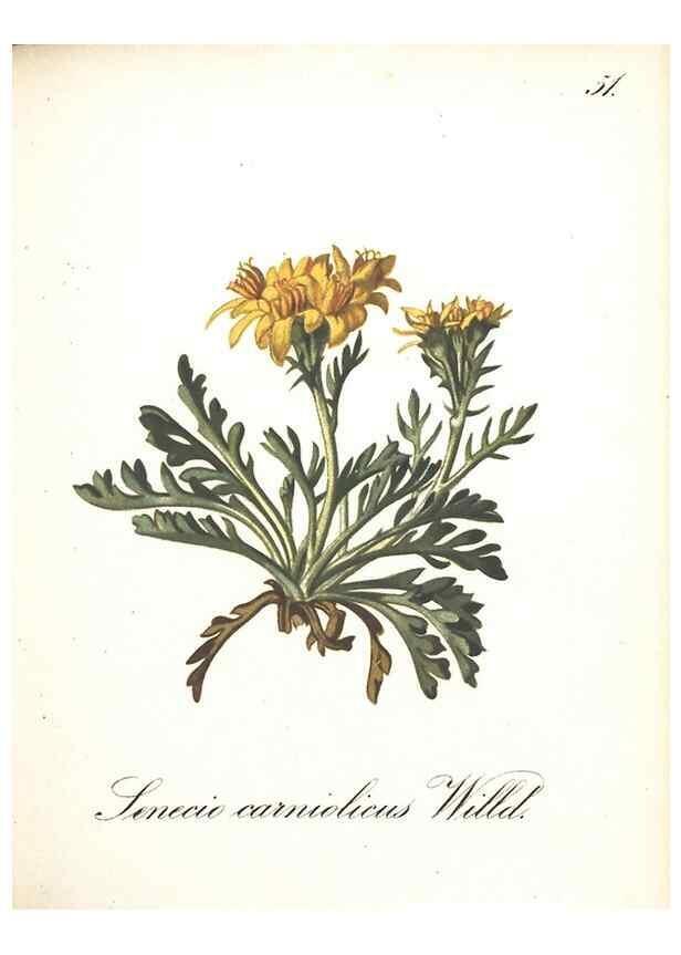 Reproducción/Reproduction 7348770366: Die Alpenpflanzen nach der Natur gemalt /. Prag :F. Tempsky,1879-1884.