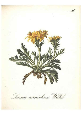 Reproducción/Reproduction 7348770366: Die Alpenpflanzen nach der Natur gemalt /. Prag :F. Tempsky,1879-1884.