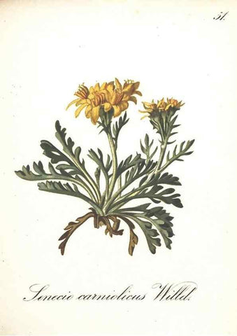Reproducción/Reproduction 7348770366: Die Alpenpflanzen nach der Natur gemalt /. Prag :F. Tempsky,1879-1884.
