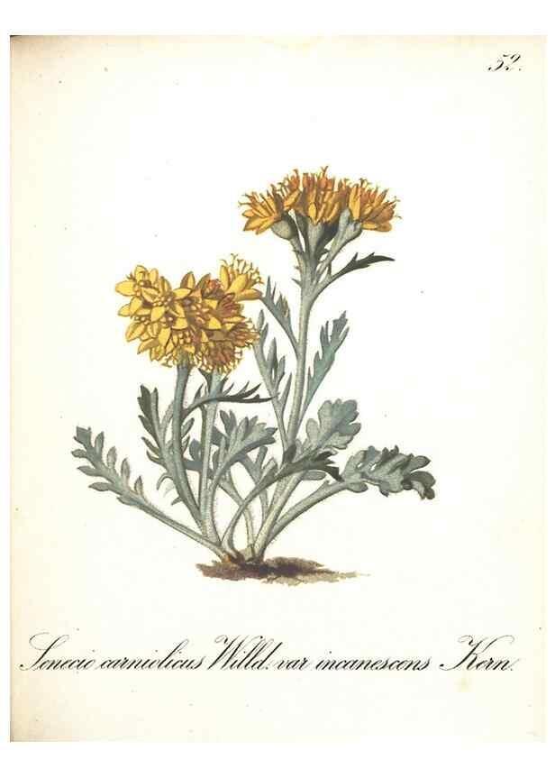 Reproducción/Reproduction 7348770848: Die Alpenpflanzen nach der Natur gemalt /. Prag :F. Tempsky,1879-1884.
