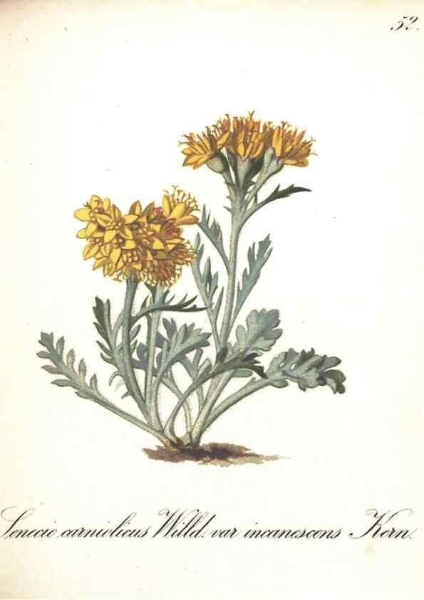 Reproducción/Reproduction 7348770848: Die Alpenpflanzen nach der Natur gemalt /. Prag :F. Tempsky,1879-1884.