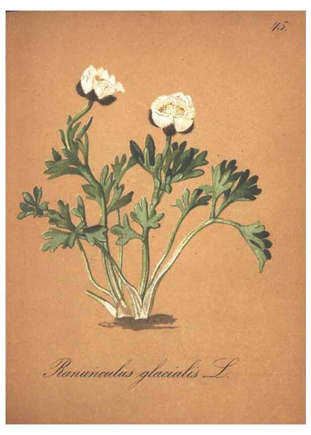Reproducción/Reproduction 7163555401: Die Alpenpflanzen nach der Natur gemalt /. Prag :F. Tempsky,1879-1884.