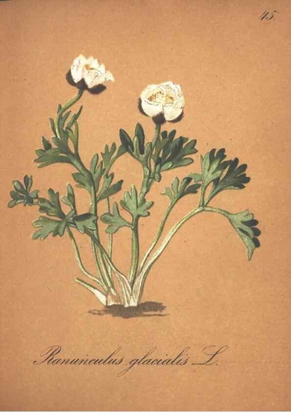 Reproducción/Reproduction 7163555401: Die Alpenpflanzen nach der Natur gemalt /. Prag :F. Tempsky,1879-1884.