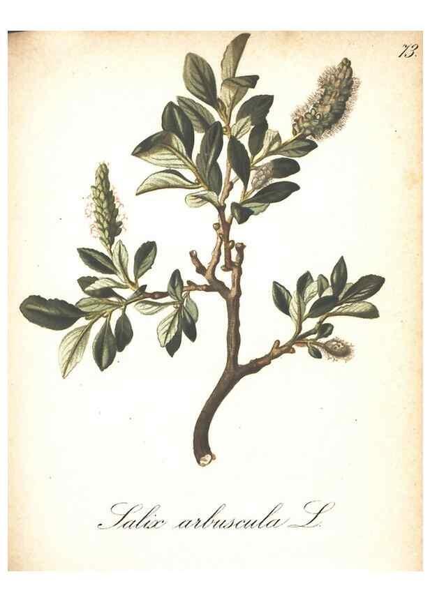 Reproducción/Reproduction 7163573317: Die Alpenpflanzen nach der Natur gemalt /. Prag :F. Tempsky,1879-1884.