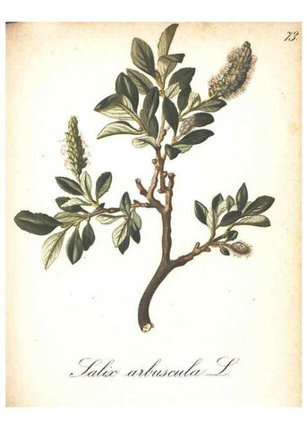 Reproducción/Reproduction 7163573317: Die Alpenpflanzen nach der Natur gemalt /. Prag :F. Tempsky,1879-1884.