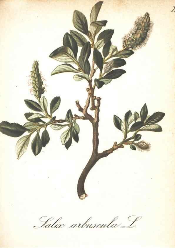 Reproducción/Reproduction 7163573317: Die Alpenpflanzen nach der Natur gemalt /. Prag :F. Tempsky,1879-1884.