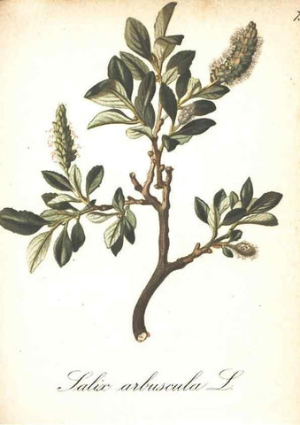 Reproducción/Reproduction 7163573317: Die Alpenpflanzen nach der Natur gemalt /. Prag :F. Tempsky,1879-1884.