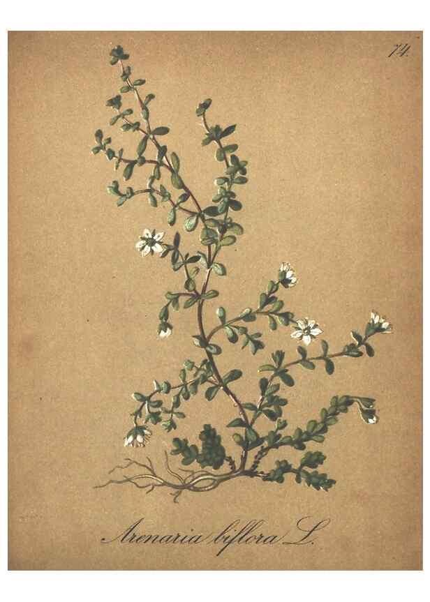 Reproducción/Reproduction 7348784866: Die Alpenpflanzen nach der Natur gemalt /. Prag :F. Tempsky,1879-1884.