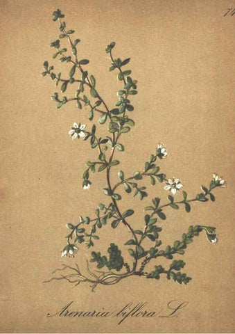 Reproducción/Reproduction 7348784866: Die Alpenpflanzen nach der Natur gemalt /. Prag :F. Tempsky,1879-1884.