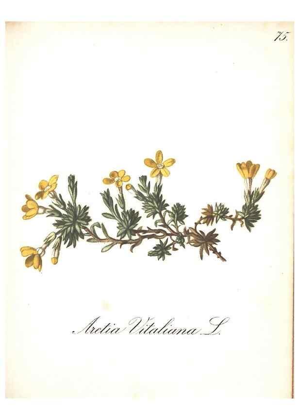 Reproducción/Reproduction 7163574937: Die Alpenpflanzen nach der Natur gemalt /. Prag :F. Tempsky,1879-1884.