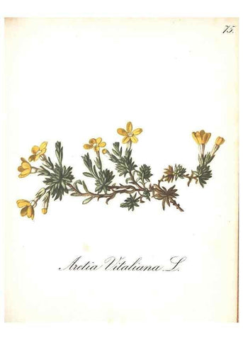 Reproducción/Reproduction 7163574937: Die Alpenpflanzen nach der Natur gemalt /. Prag :F. Tempsky,1879-1884.