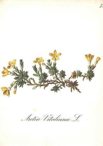 Reproducción/Reproduction 7163574937: Die Alpenpflanzen nach der Natur gemalt /. Prag :F. Tempsky,1879-1884.