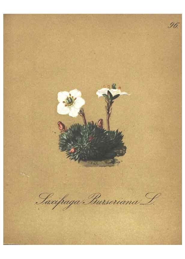 Reproducción/Reproduction 7348800076: Die Alpenpflanzen nach der Natur gemalt /. Prag :F. Tempsky,1879-1884.