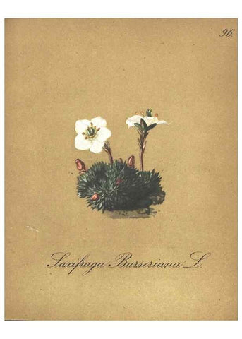 Reproducción/Reproduction 7348800076: Die Alpenpflanzen nach der Natur gemalt /. Prag :F. Tempsky,1879-1884.