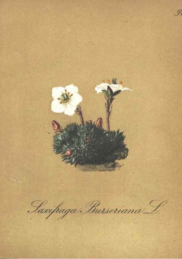 Reproducción/Reproduction 7348800076: Die Alpenpflanzen nach der Natur gemalt /. Prag :F. Tempsky,1879-1884.