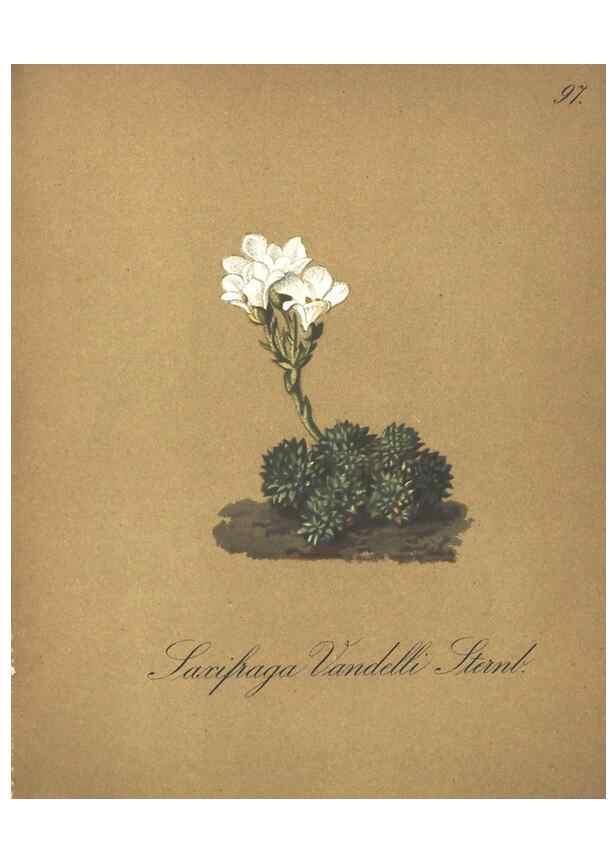 Reproducción/Reproduction 7348800886: Die Alpenpflanzen nach der Natur gemalt /. Prag :F. Tempsky,1879-1884.