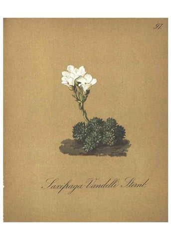 Reproducción/Reproduction 7348800886: Die Alpenpflanzen nach der Natur gemalt /. Prag :F. Tempsky,1879-1884.