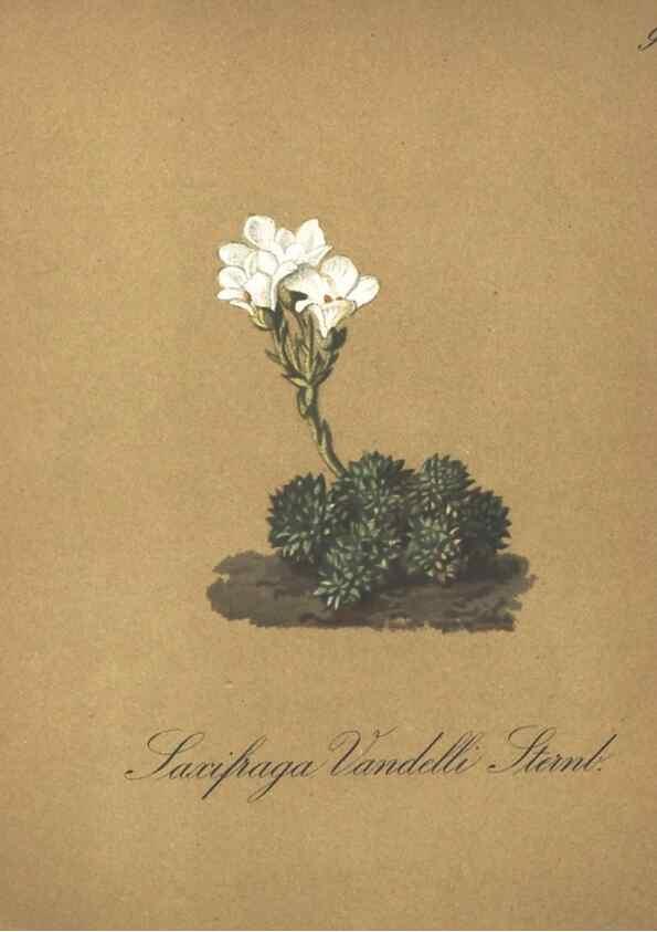 Reproducción/Reproduction 7348800886: Die Alpenpflanzen nach der Natur gemalt /. Prag :F. Tempsky,1879-1884.