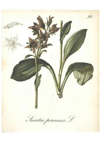 Reproducción/Reproduction 7348801368: Die Alpenpflanzen nach der Natur gemalt /. Prag :F. Tempsky,1879-1884.