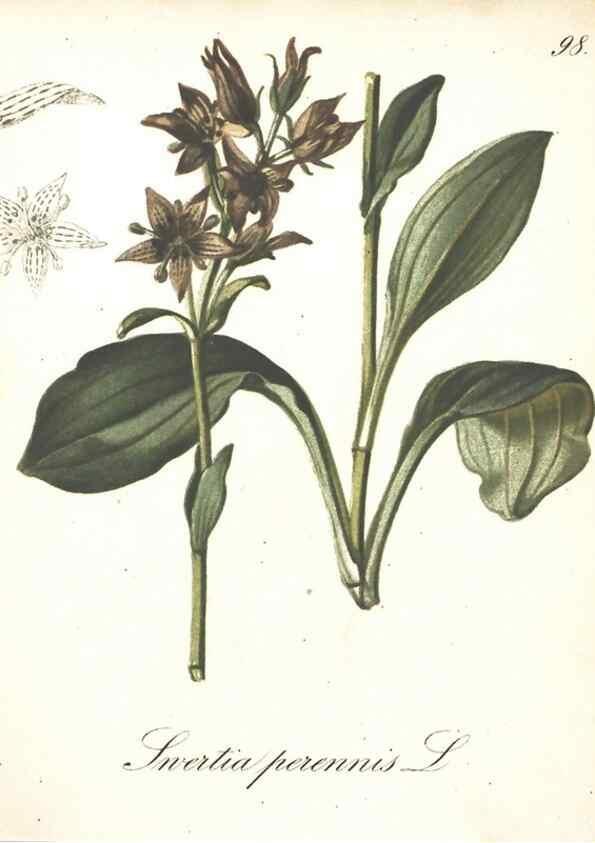 Reproducción/Reproduction 7348801368: Die Alpenpflanzen nach der Natur gemalt /. Prag :F. Tempsky,1879-1884.