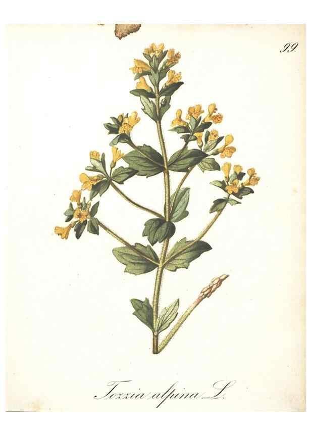 Reproducción/Reproduction 7348802438: Die Alpenpflanzen nach der Natur gemalt /. Prag :F. Tempsky,1879-1884.