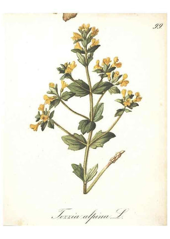 Reproducción/Reproduction 7348802438: Die Alpenpflanzen nach der Natur gemalt /. Prag :F. Tempsky,1879-1884.