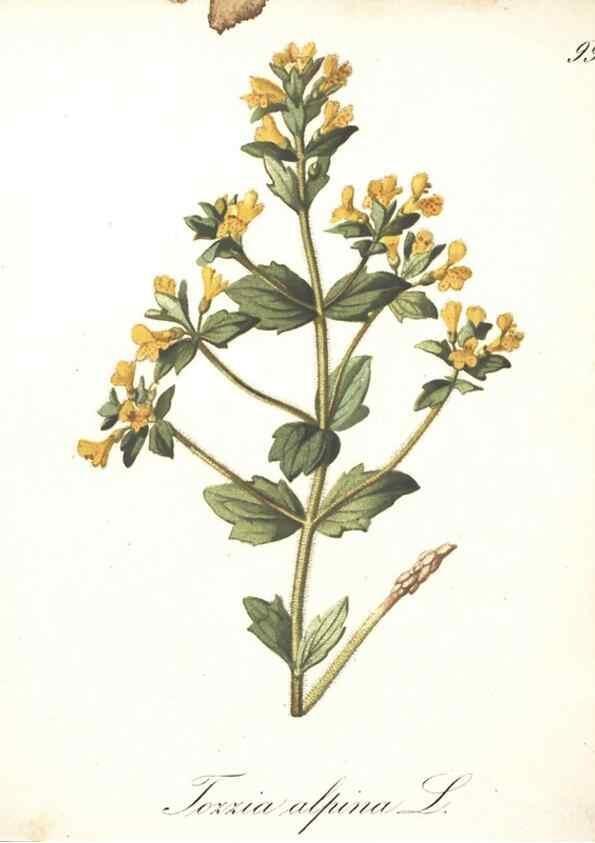 Reproducción/Reproduction 7348802438: Die Alpenpflanzen nach der Natur gemalt /. Prag :F. Tempsky,1879-1884.