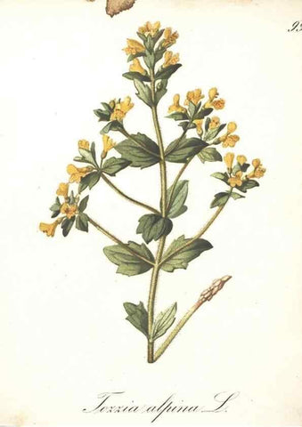 Reproducción/Reproduction 7348802438: Die Alpenpflanzen nach der Natur gemalt /. Prag :F. Tempsky,1879-1884.