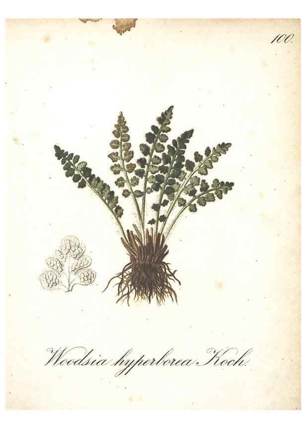 Reproducción/Reproduction 7163592133: Die Alpenpflanzen nach der Natur gemalt /. Prag :F. Tempsky,1879-1884.