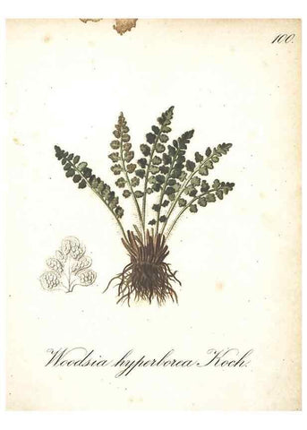Reproducción/Reproduction 7163592133: Die Alpenpflanzen nach der Natur gemalt /. Prag :F. Tempsky,1879-1884.