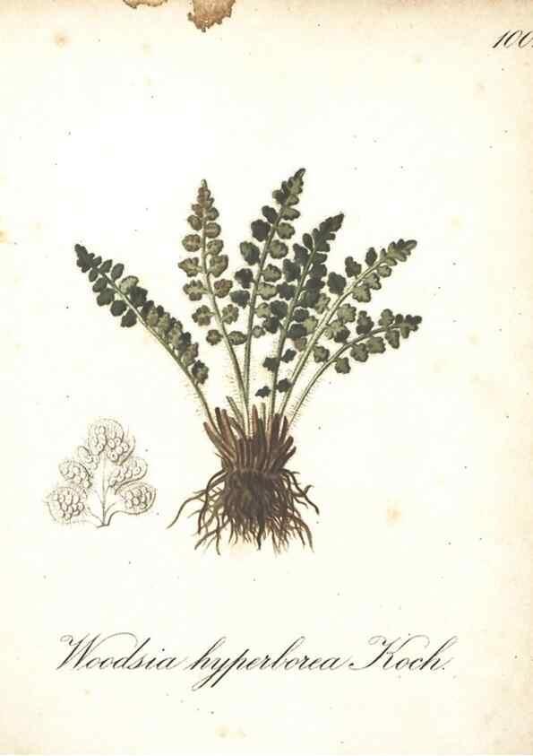 Reproducción/Reproduction 7163592133: Die Alpenpflanzen nach der Natur gemalt /. Prag :F. Tempsky,1879-1884.