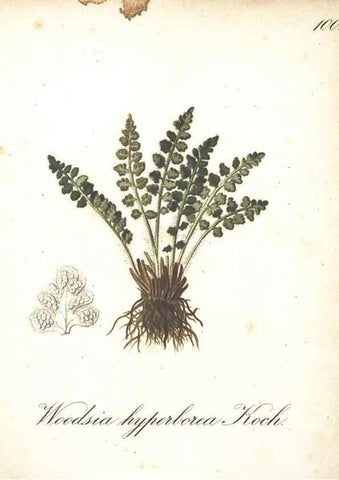 Reproducción/Reproduction 7163592133: Die Alpenpflanzen nach der Natur gemalt /. Prag :F. Tempsky,1879-1884.