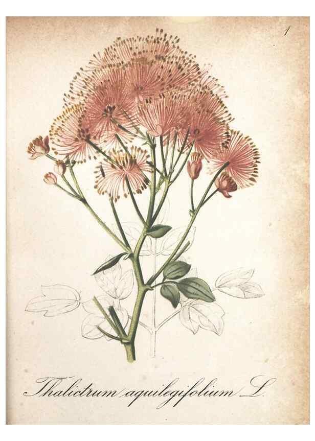 Reproducción/Reproduction 7163610217: Die Alpenpflanzen nach der Natur gemalt /. Prag :F. Tempsky,1879-1884.
