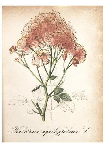 Reproducción/Reproduction 7163610217: Die Alpenpflanzen nach der Natur gemalt /. Prag :F. Tempsky,1879-1884.