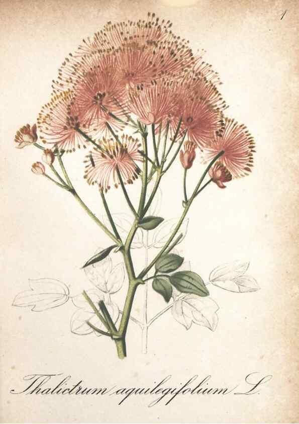 Reproducción/Reproduction 7163610217: Die Alpenpflanzen nach der Natur gemalt /. Prag :F. Tempsky,1879-1884.