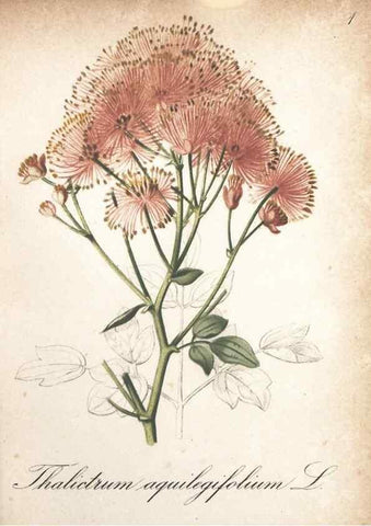 Reproducción/Reproduction 7163610217: Die Alpenpflanzen nach der Natur gemalt /. Prag :F. Tempsky,1879-1884.