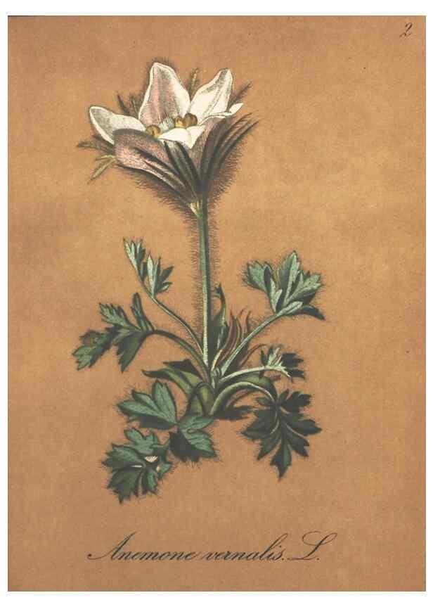 Reproducción/Reproduction 7348821800: Die Alpenpflanzen nach der Natur gemalt /. Prag :F. Tempsky,1879-1884.