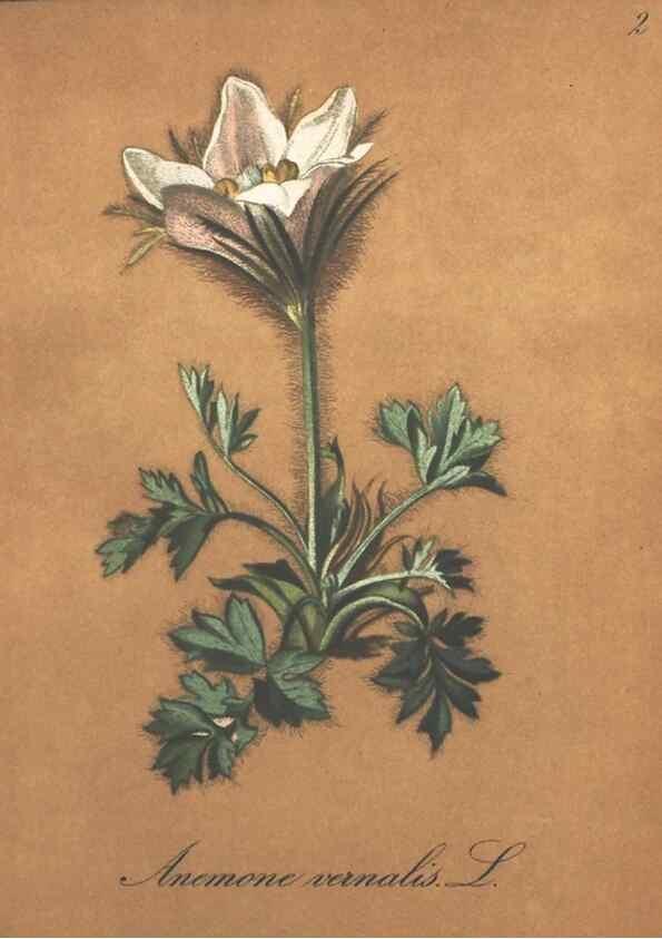 Reproducción/Reproduction 7348821800: Die Alpenpflanzen nach der Natur gemalt /. Prag :F. Tempsky,1879-1884.