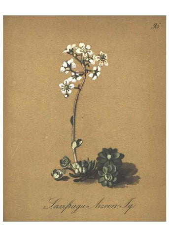 Reproducción/Reproduction 7348799278: Die Alpenpflanzen nach der Natur gemalt /. Prag :F. Tempsky,1879-1884.