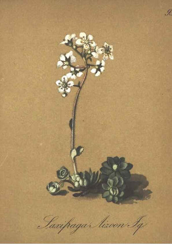 Reproducción/Reproduction 7348799278: Die Alpenpflanzen nach der Natur gemalt /. Prag :F. Tempsky,1879-1884.