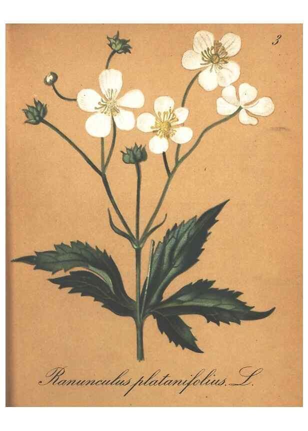 Reproducción/Reproduction 7348822448: Die Alpenpflanzen nach der Natur gemalt /. Prag :F. Tempsky,1879-1884.