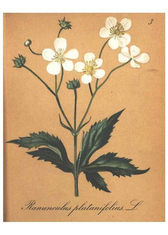Reproducción/Reproduction 7348822448: Die Alpenpflanzen nach der Natur gemalt /. Prag :F. Tempsky,1879-1884.