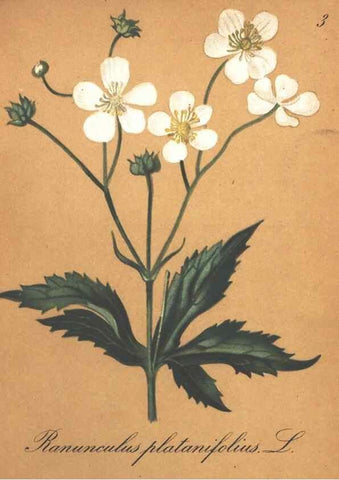 Reproducción/Reproduction 7348822448: Die Alpenpflanzen nach der Natur gemalt /. Prag :F. Tempsky,1879-1884.