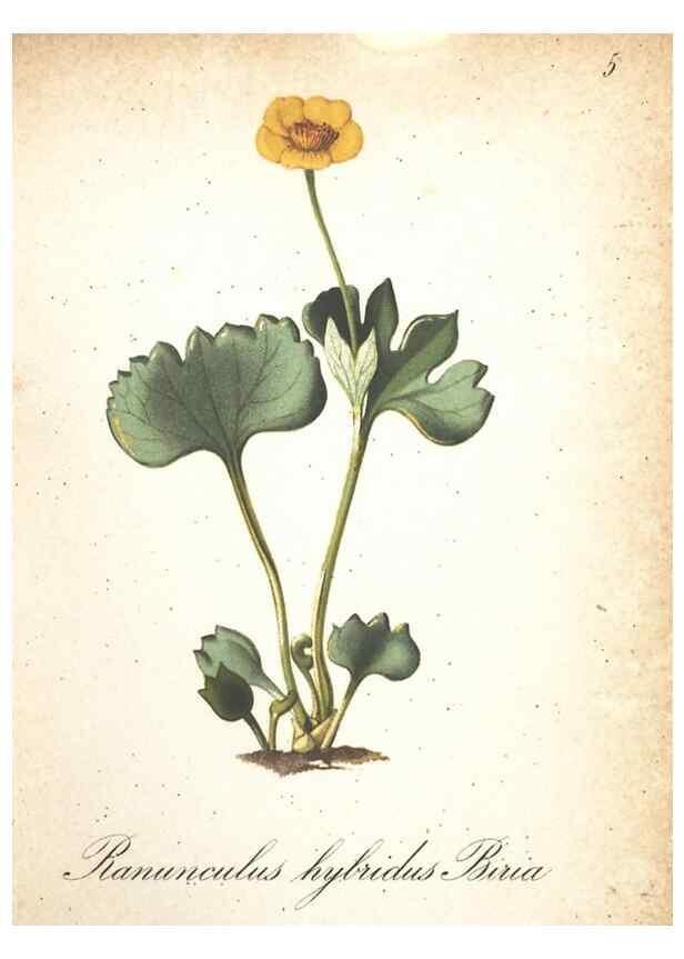 Reproducción/Reproduction 7348823450: Die Alpenpflanzen nach der Natur gemalt /. Prag :F. Tempsky,1879-1884.