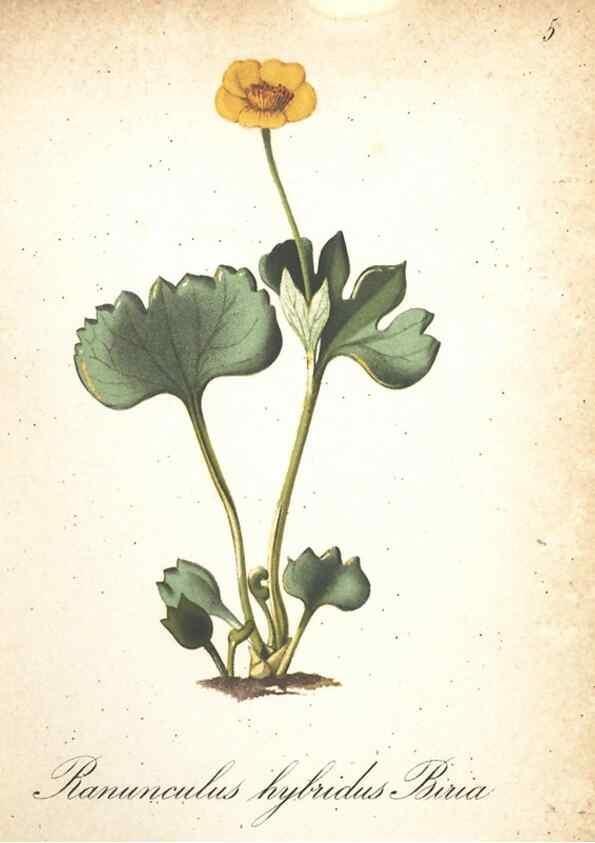 Reproducción/Reproduction 7348823450: Die Alpenpflanzen nach der Natur gemalt /. Prag :F. Tempsky,1879-1884.