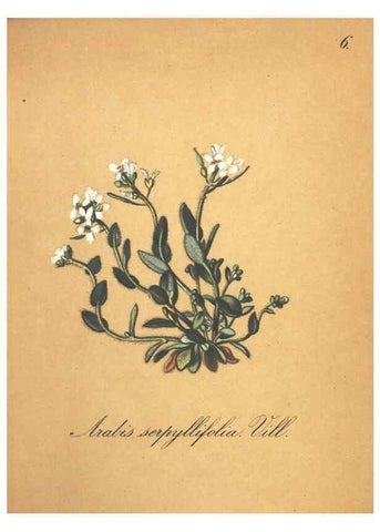 Reproducción/Reproduction 7348824022: Die Alpenpflanzen nach der Natur gemalt /. Prag :F. Tempsky,1879-1884.