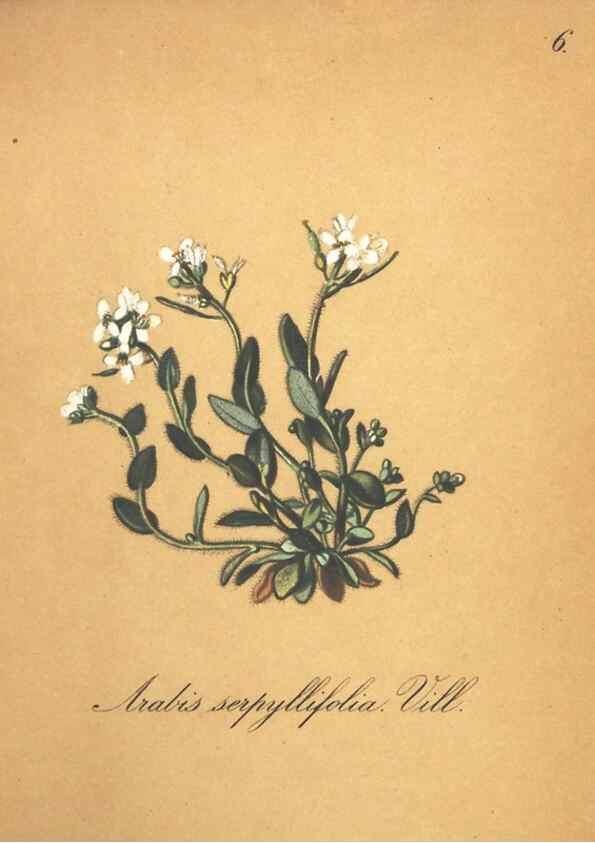 Reproducción/Reproduction 7348824022: Die Alpenpflanzen nach der Natur gemalt /. Prag :F. Tempsky,1879-1884.