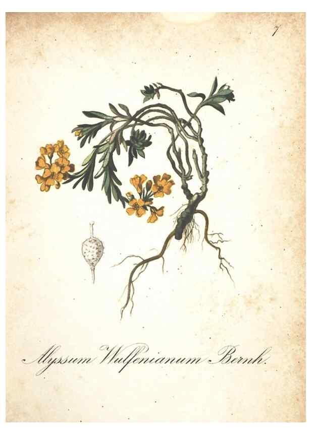 Reproducción/Reproduction 7348824522: Die Alpenpflanzen nach der Natur gemalt /. Prag :F. Tempsky,1879-1884.