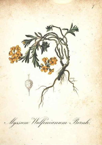 Reproducción/Reproduction 7348824522: Die Alpenpflanzen nach der Natur gemalt /. Prag :F. Tempsky,1879-1884.